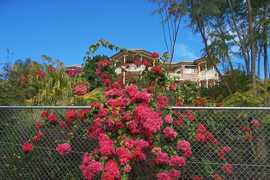 Tranquil Garden Hideaway Daire Ormeau Dış mekan fotoğraf